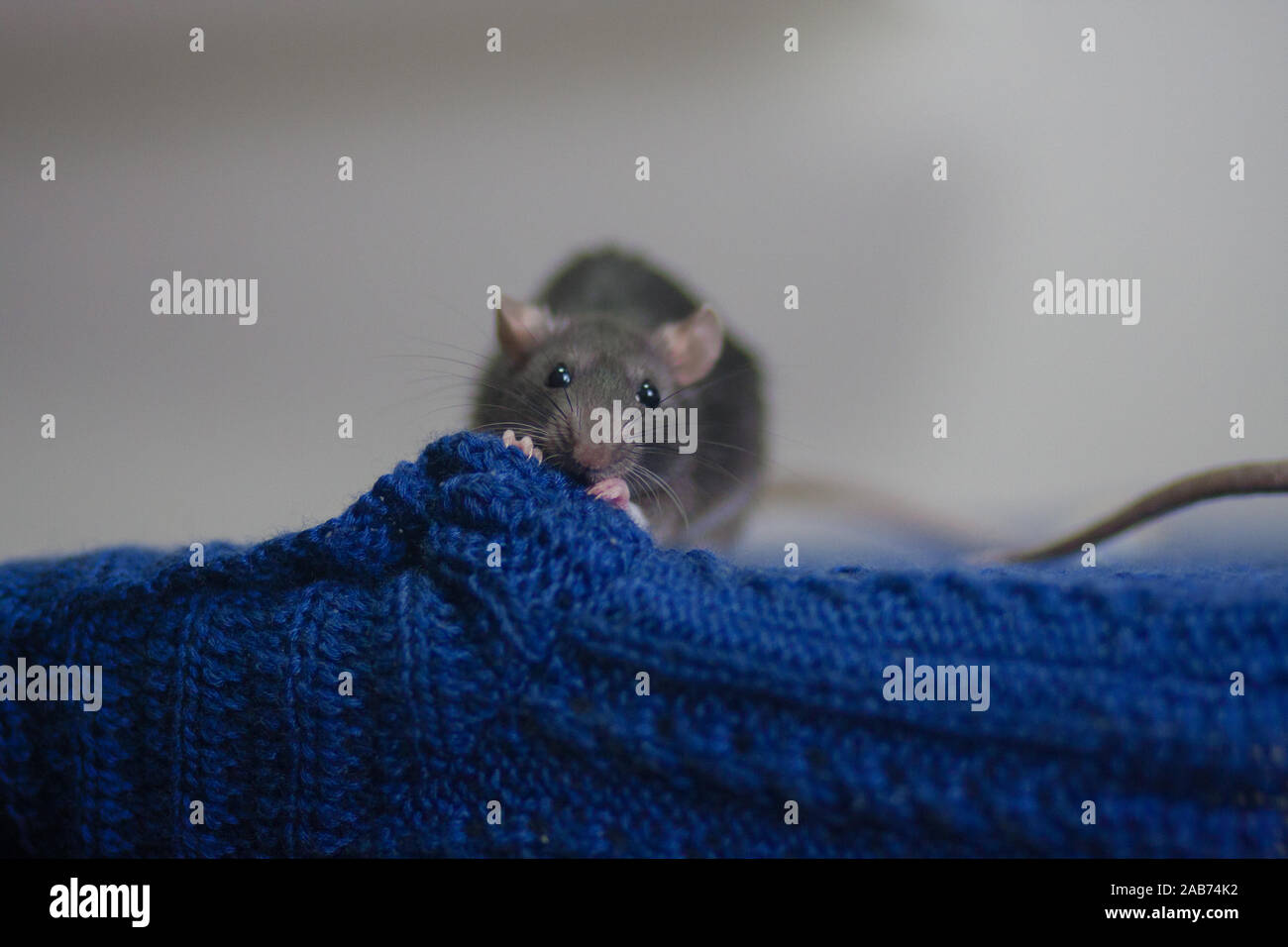 Die graue Ratte strick Garne Pfoten. Blau Gestrick unter die Pfoten einer Ratte Stockfoto