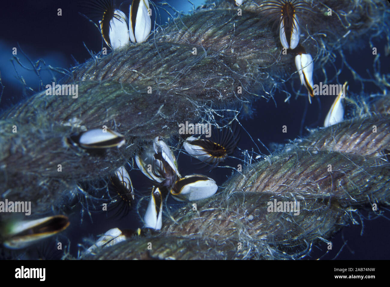 Schwanenhals Seepocken (lepas Larix spp.), festmacher Seil. Arten wird normalerweise mit schwimmenden Objekte. Coral Sea, Queensland, Australien Stockfoto