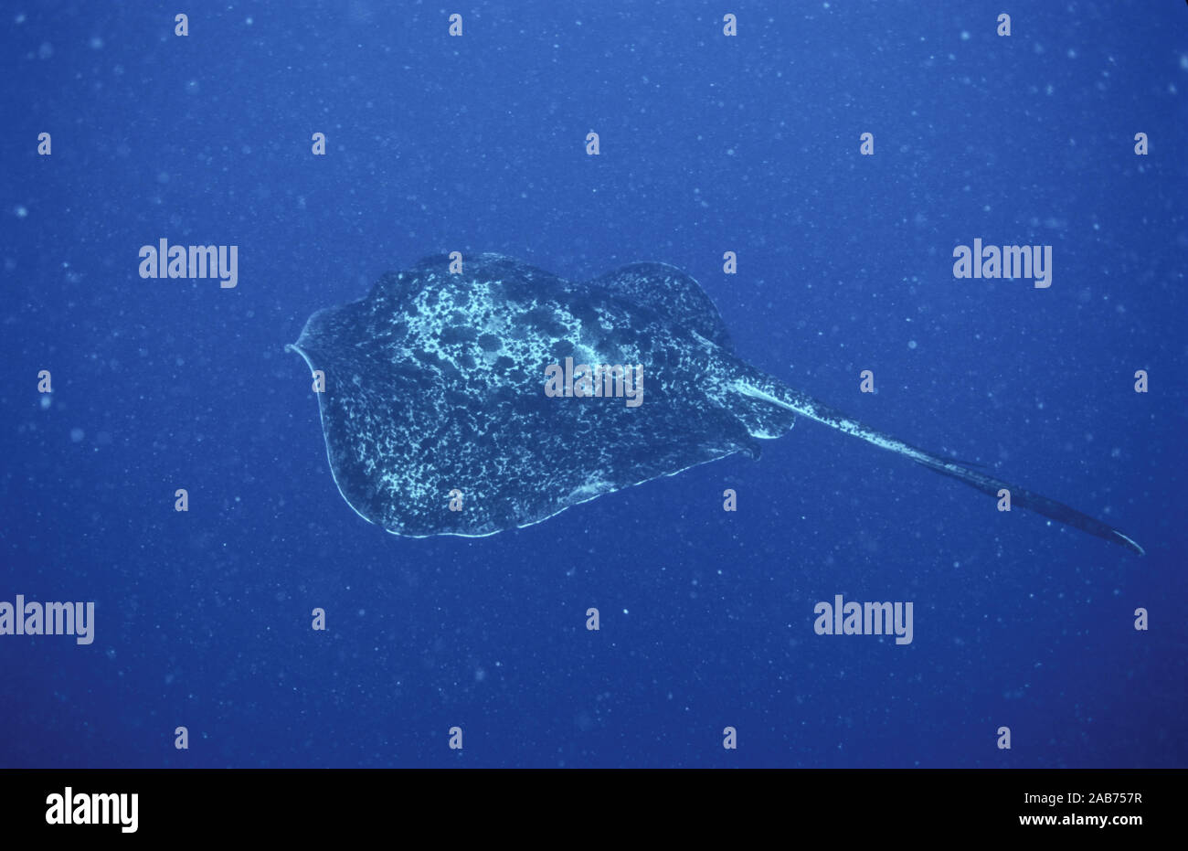 Runde ribbontail Ray (Taeniurops meyeni), einem sehr großen Stingray, bis zu 3,3 m langen, im Indo-West Pazifik vom Roten Meer nach Australien gefunden, einschließlich Stockfoto