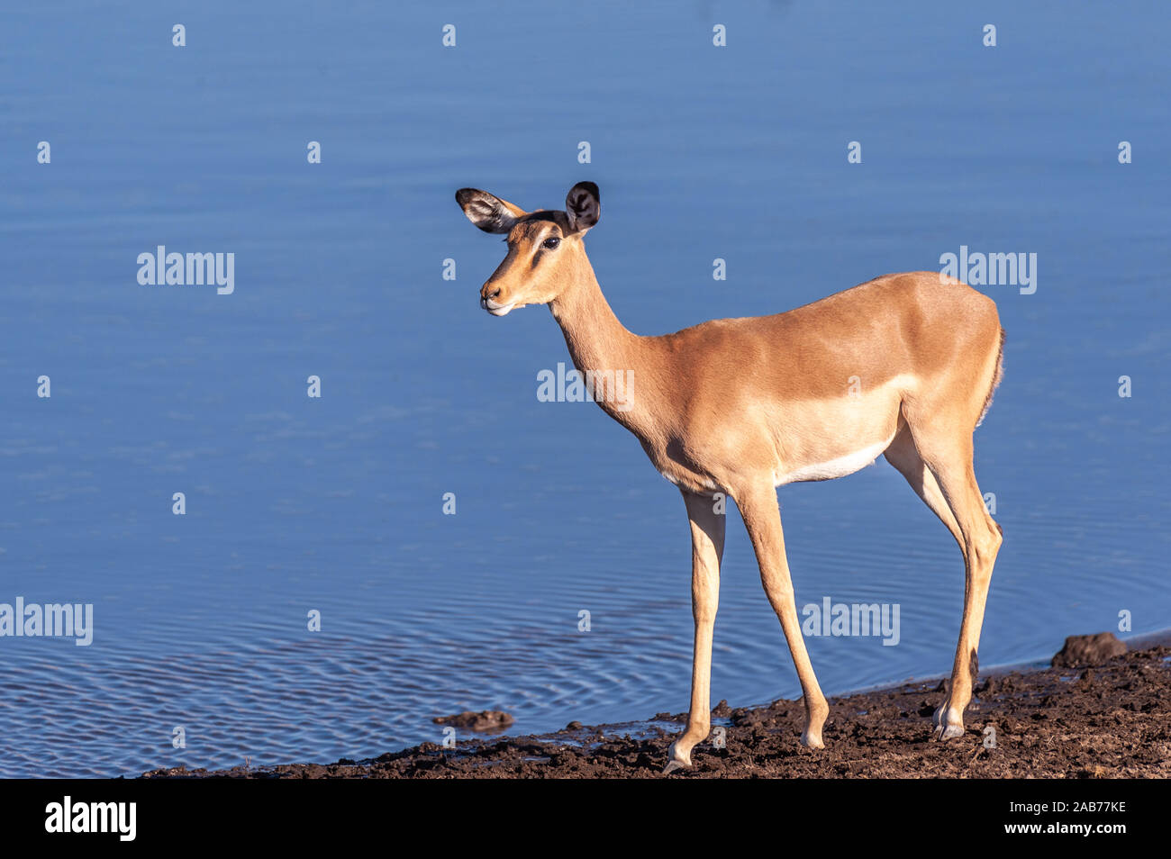 Ein Impala Aepyceros melampus - Wandern - Vor einem Wasserloch im Etosha National Park, Namibia. Stockfoto