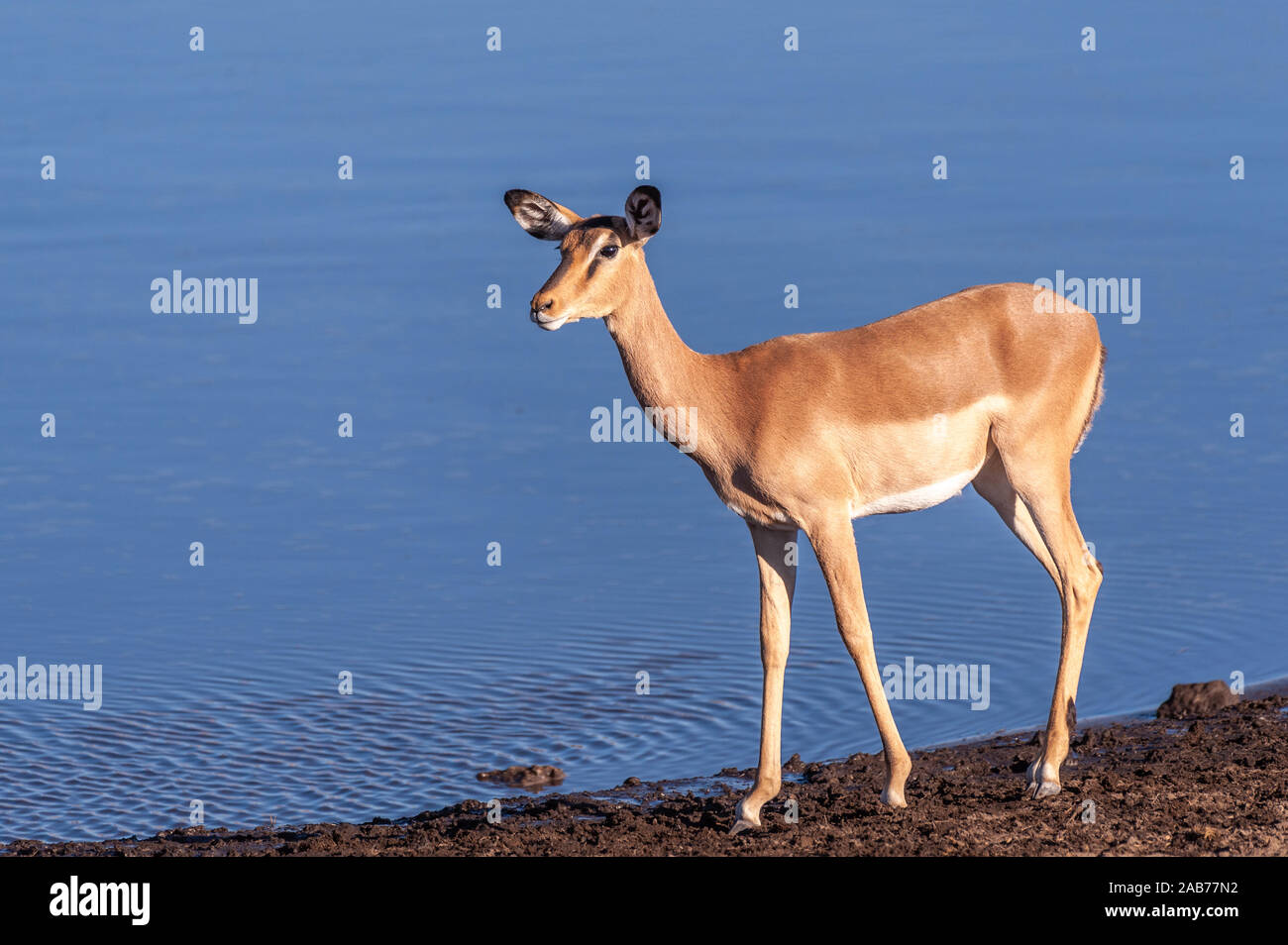 Ein Impala Aepyceros melampus - Wandern - Vor einem Wasserloch im Etosha National Park, Namibia. Stockfoto