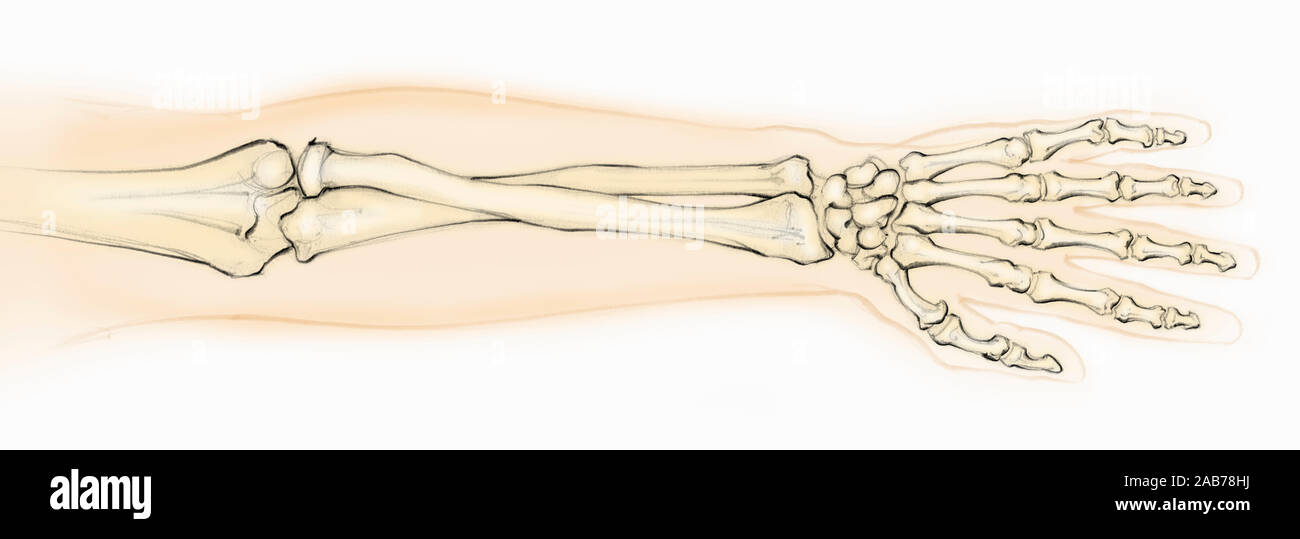 Biomedizinischen Darstellung der Knochen in der Hand und Unterarm Stockfoto