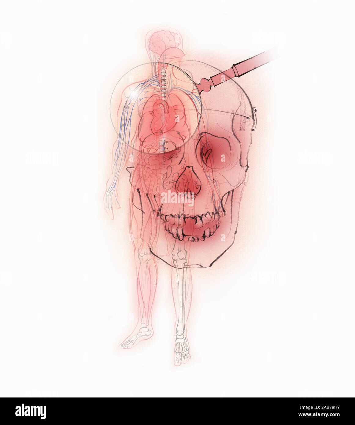Lupe über menschliche Schädel und männlicher Körper zeigt Skelett und innere Organe Stockfoto