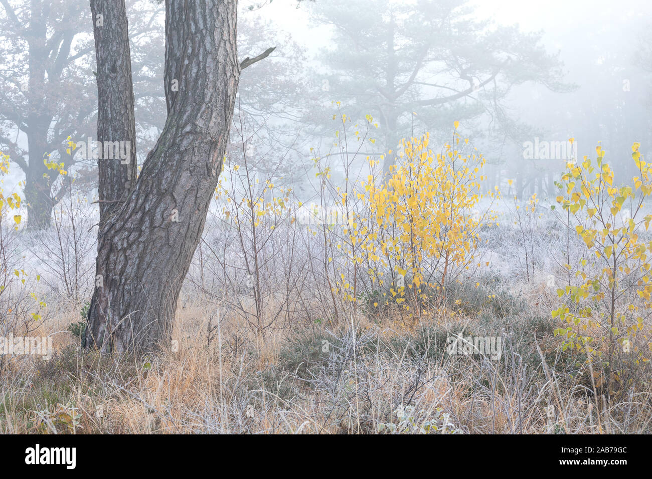 Kleine gelbe Birken auf Gefrostete Wiese im Herbst Stockfoto