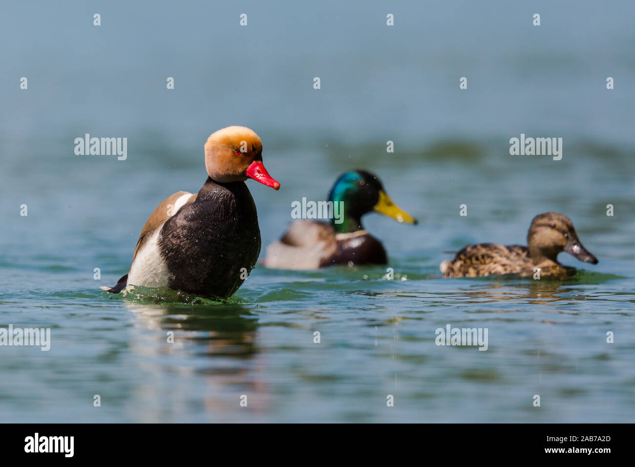 Drei natürliche Bunte Enten im Wasser im Sonnenlicht Stockfoto