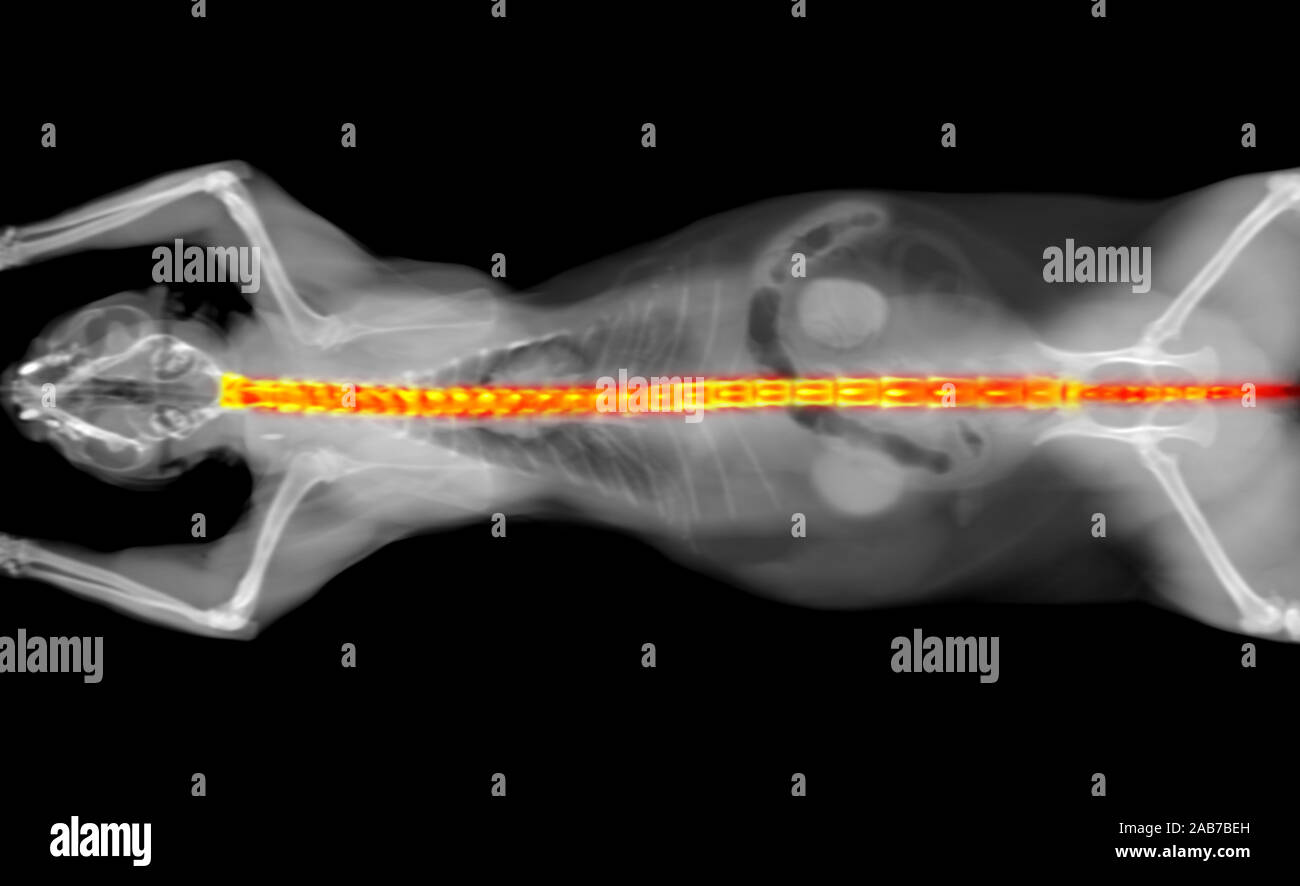Schwarze und weiße CT Scan einer Katze auf einem schwarzen Hintergrund. Orthopädische tierärztliche Diagnose x-ray Test. Wirbelsäule in Rot hervorgehoben. Stockfoto