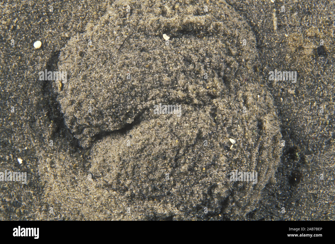 Meer Kartoffel (Echinocardium cordatum), auch genannt Herz Urchin, in gemäßigten Meeren weltweit gefunden, begraben ein paar Zentimeter unter Mündungs- oder offenen Bea Stockfoto