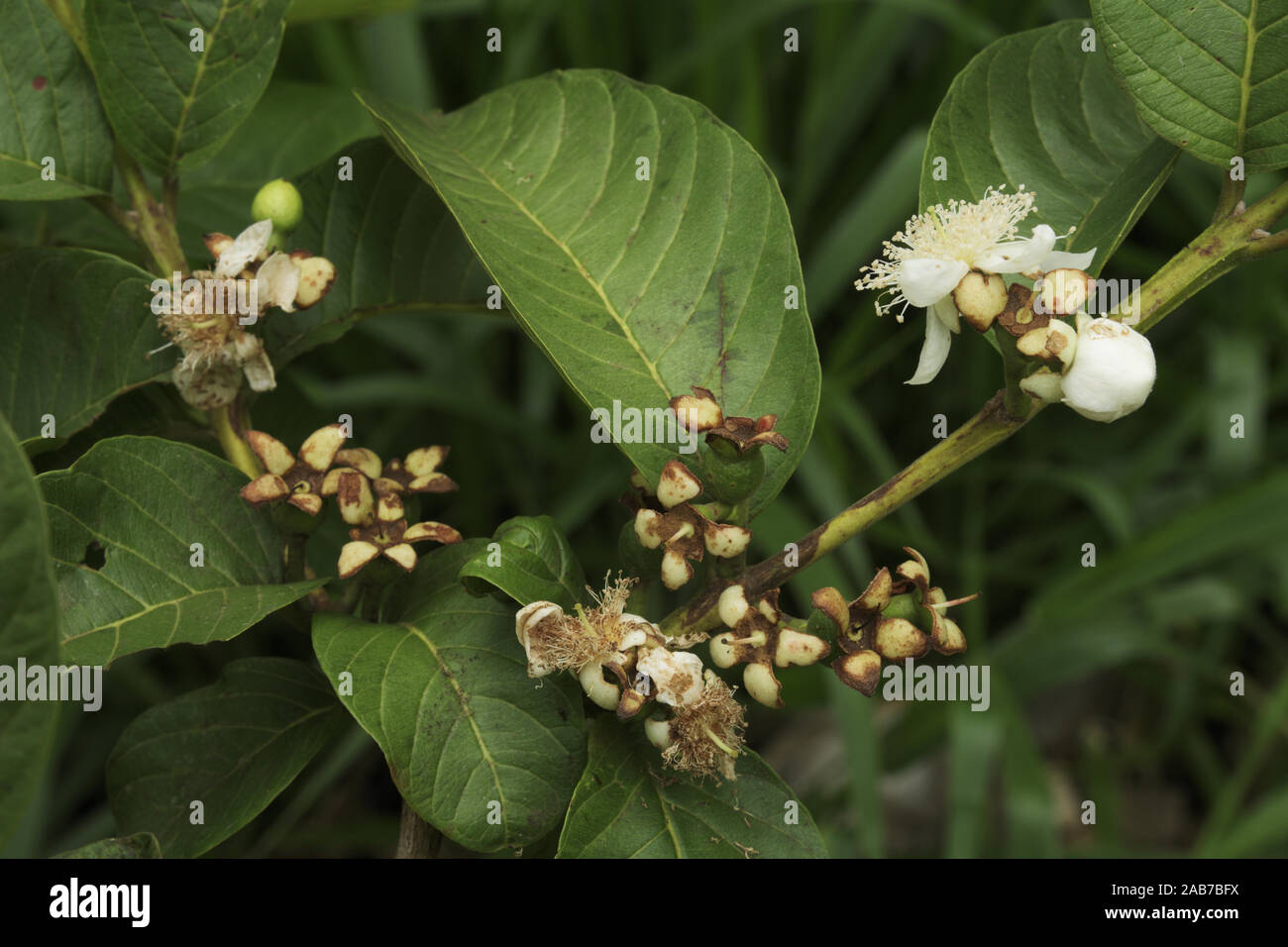 Guave Blumen und Früchte, die in Brasilien Stockfoto