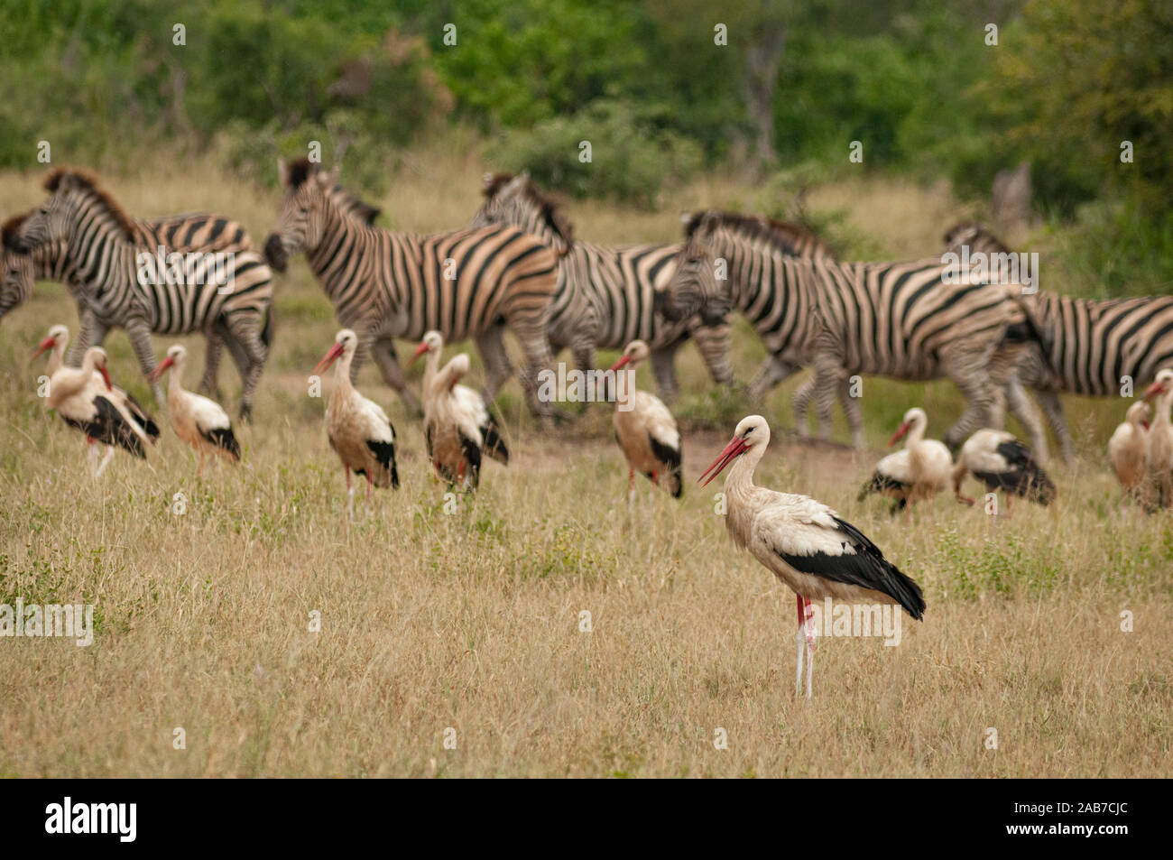 Weißstörche und Burchells (oder Ebenen) Zebras im Krüger National Park, Provinz Mpumalanga, Südafrika. Stockfoto