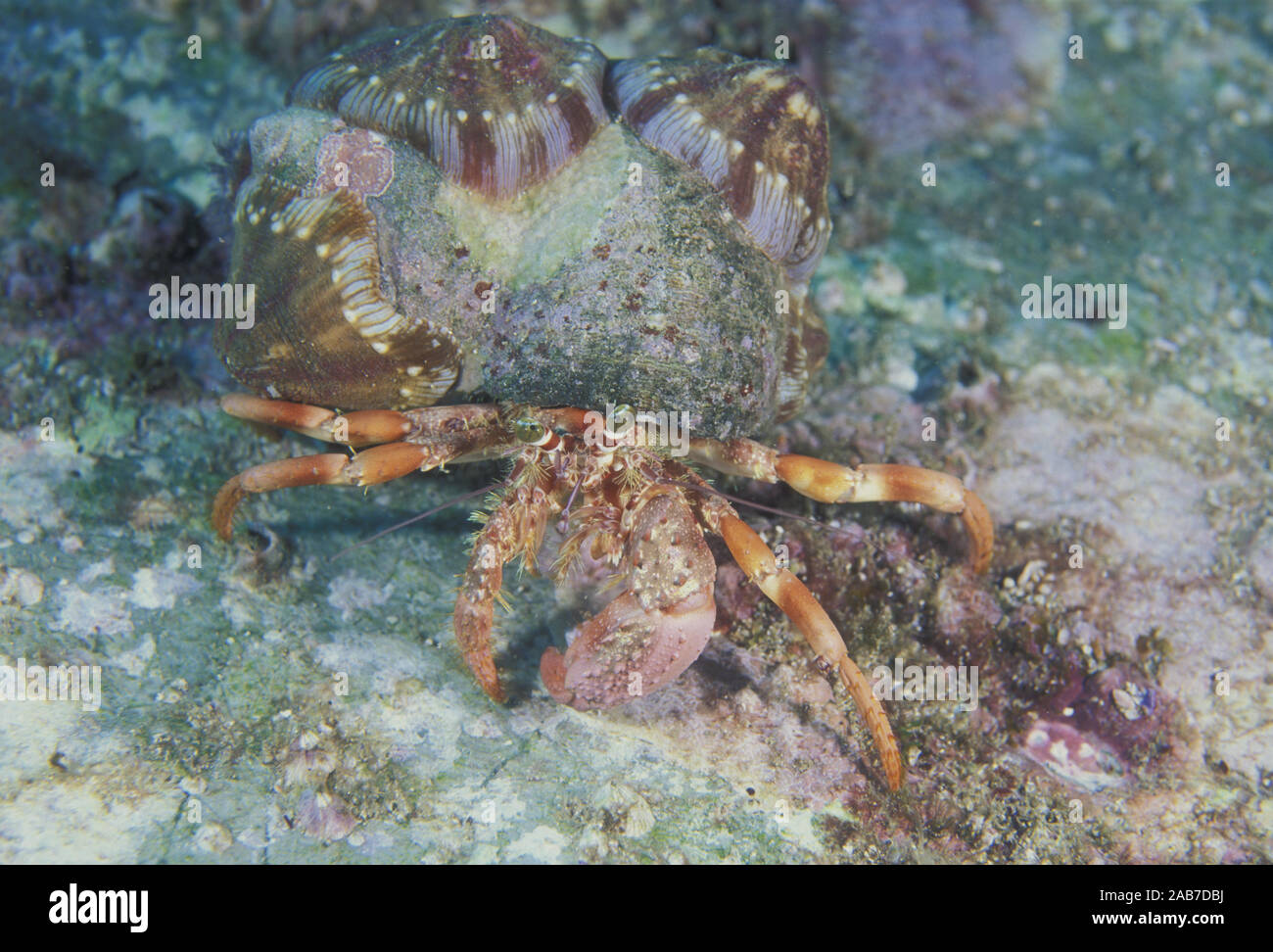 Einsiedlerkrebs Dardanus (sp.), die Seeanemone Calliactis (sp.) auf der Shell in der KOMMENSALEN Beziehung. Diese Anemonen sind nur mit Krabben gefunden. So Stockfoto