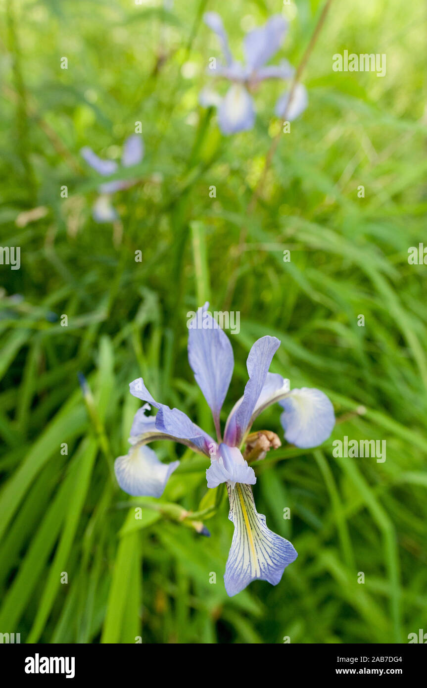 Eine seltene Schlank-leaved Iris (Iris prismatica) Blühende in Pelham Bay Park, Bronx, New York, USA. Stockfoto