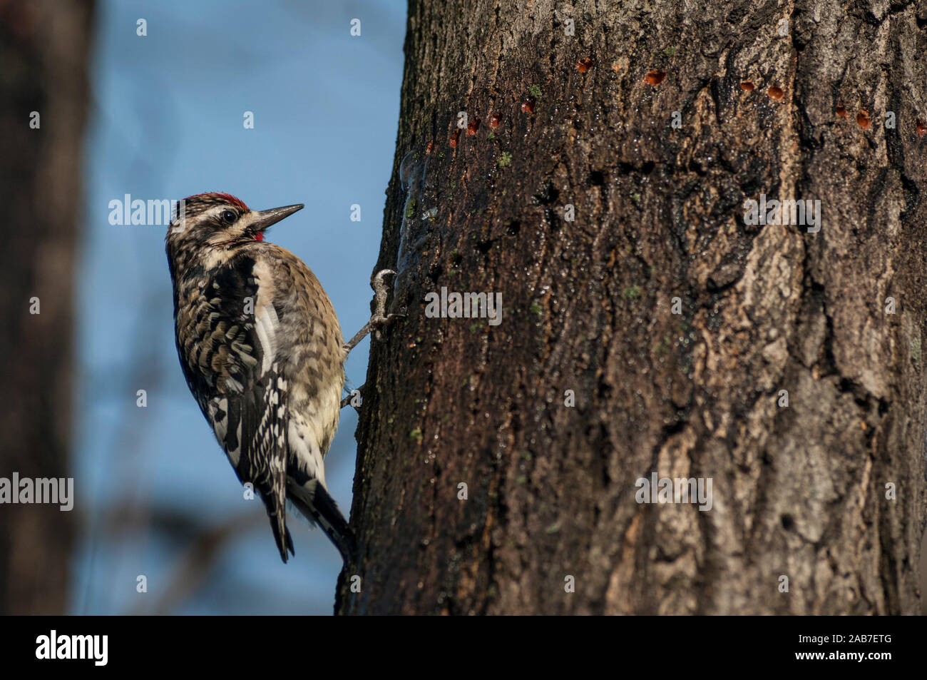 Ein Yellow-bellied Sapsucker, eine Art von Specht, Bohren eine Linie der sap-Brunnen (Löcher) in der Rinde des Baumes im Prospect Park, Brooklyn, New York. Winter. Stockfoto