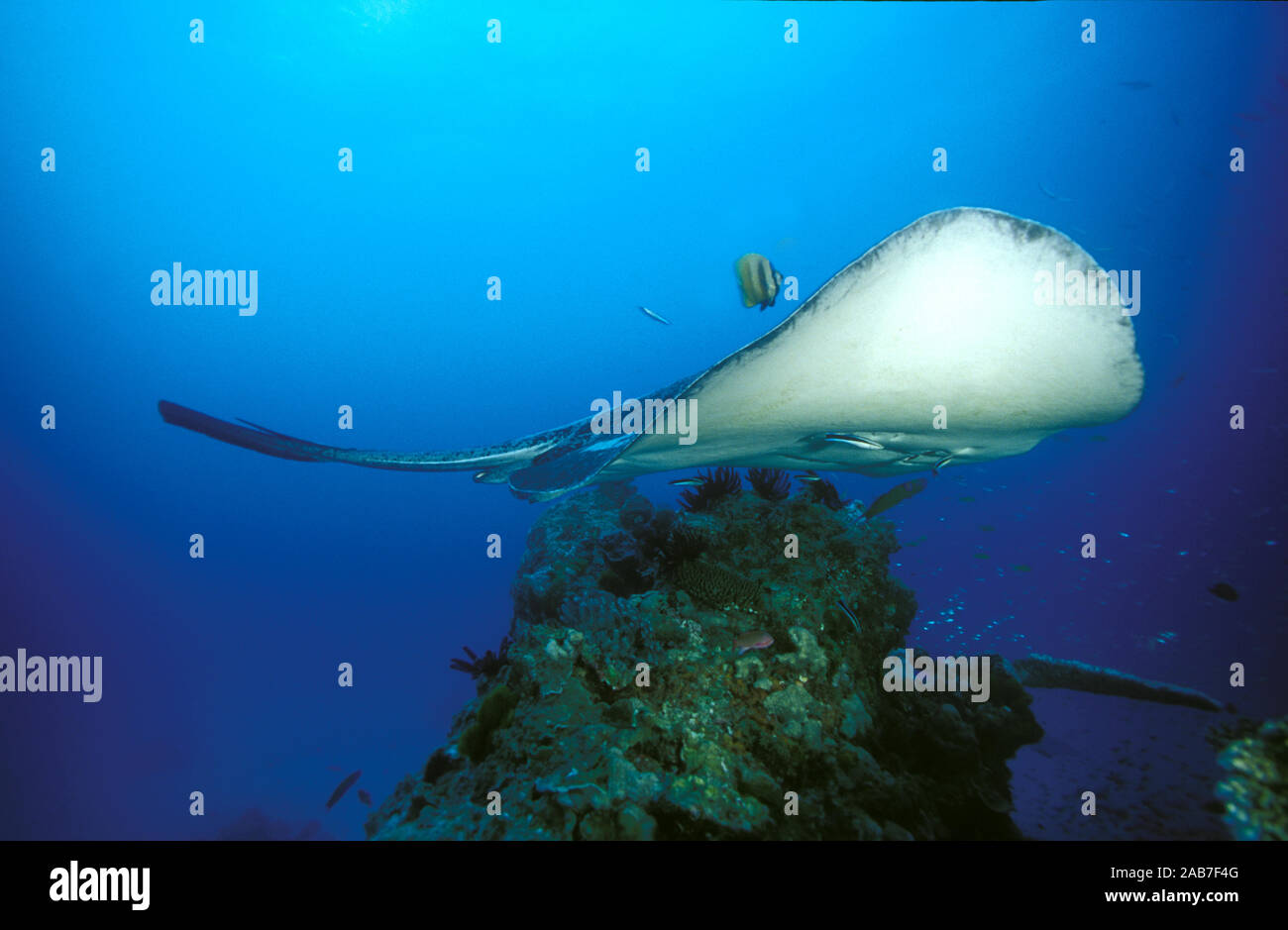 Runde ribbontail Ray (Taeniurops meyeni) Schwimmen über den Twin Bombie mit einem cleanerfish im Schlepptau. Lady Elliott Island, Great Barrier Reef, Queensland, Stockfoto