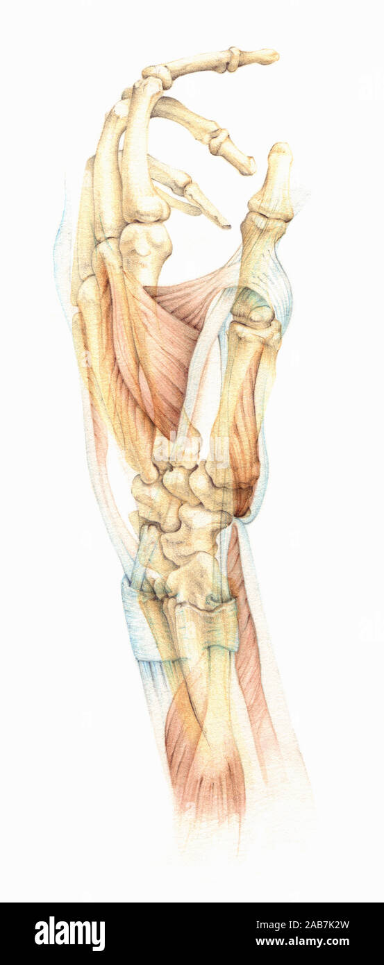 Biomedizinischen Abbildung der Knochen und Muskeln in der menschlichen hand Stockfoto