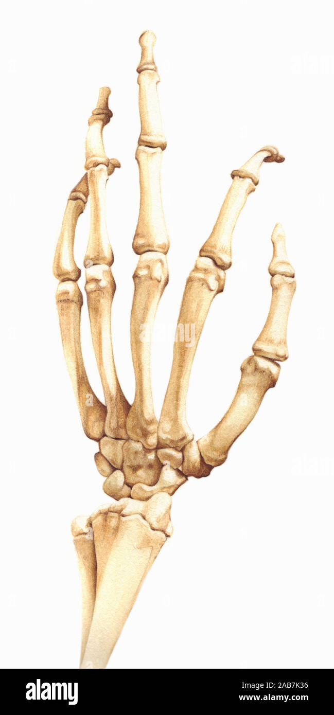 Biomedizinischen Darstellung der Knochen in der menschlichen hand Stockfoto