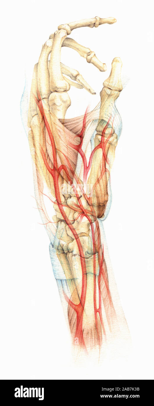 Biomedizinischen Illustration, die Knochen, Muskeln und Blut in die menschliche Hand liefern Stockfoto