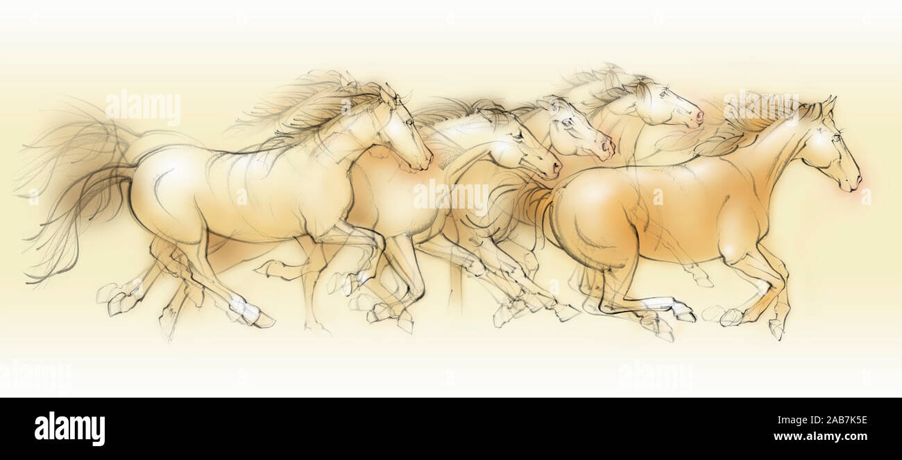 Wilde Pferde laufen Stockfoto