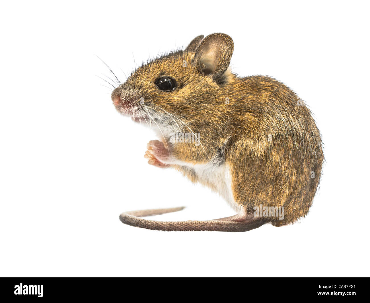 Sitzung Holz Maus (APODEMUS SYLVATICUS) auf weißem Hintergrund. Dieses nette schauende Maus ist in den meisten Teilen Europas über gefunden und ist eine sehr häufige und Stockfoto