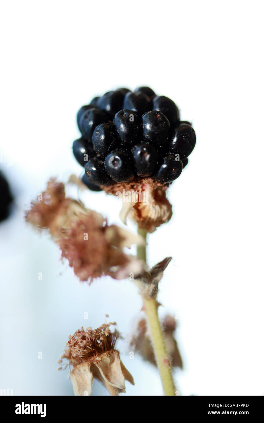 Reife Brombeeren Obst Stockfoto