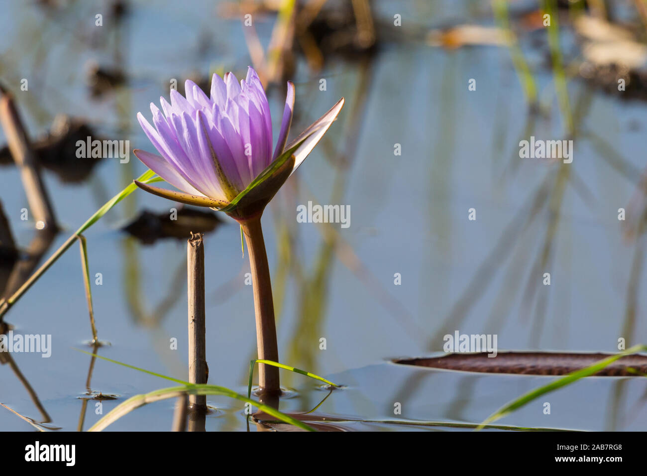Eine lila Blüte von Seerose im Okavango River Stockfoto
