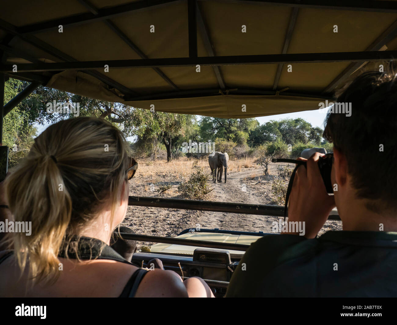 Ein afrikanischer Busch Elefant (Loxodonta africana), in der Nähe von eine Safari-Lkw im South Luangwa National Park, Sambia, Afrika Stockfoto