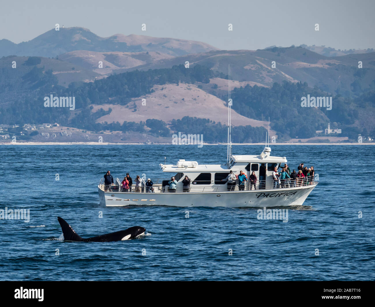 Vorübergehender Art Schwertwal (Orcinus orca), Tauchen in der Nähe von Boat in Monterey Bay National Marine Sanctuary, Kalifornien, Nordamerika Stockfoto