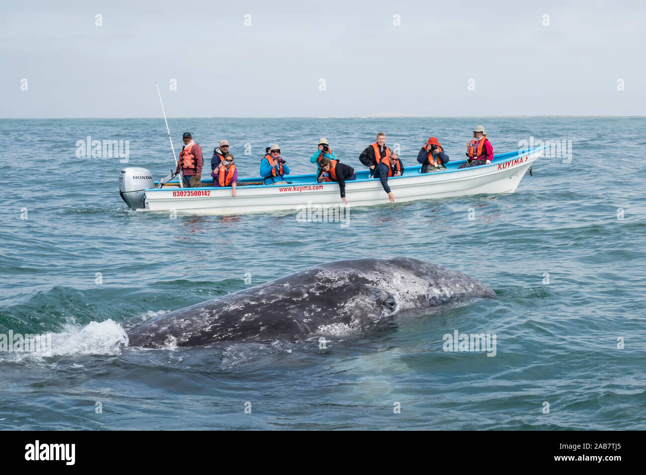 California Grauwale Kalb (Eschrichtius robustus), mit whale Watchers in San Ignacio Lagoon, Baja California Sur, Mexiko, Nordamerika Stockfoto