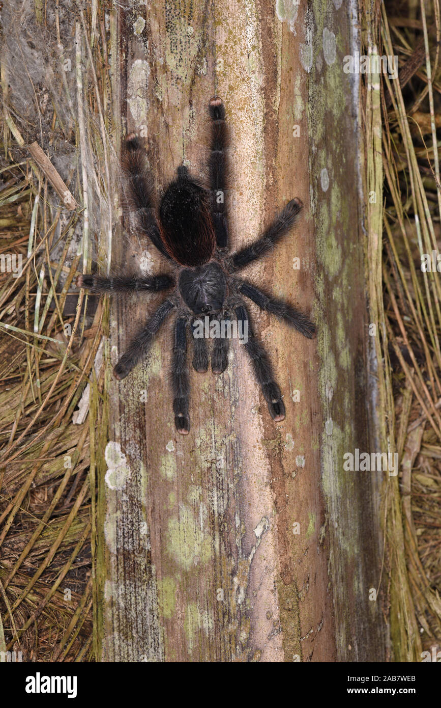 Peruanische Pink Toed Taranatula (Avicularia jurensis) in Ruhe auf Palm Tree Trunk, Manu Nationalpark, Peru, November Stockfoto