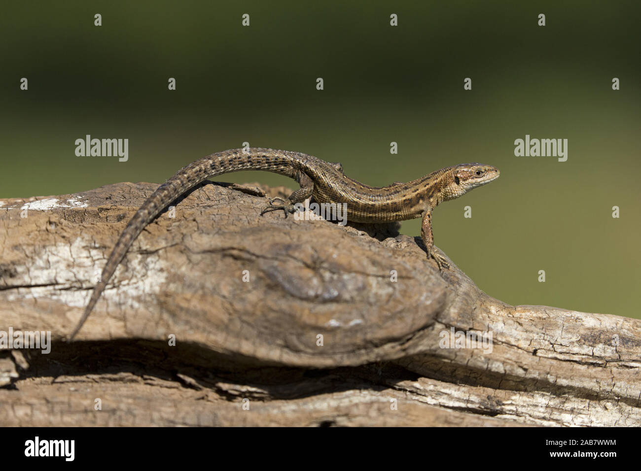 Gemeinsame Lizard (Zootoca Vivipara) Erwachsenen, Sonnenbaden auf den Log, Suffolk, England, UK, Juni Stockfoto
