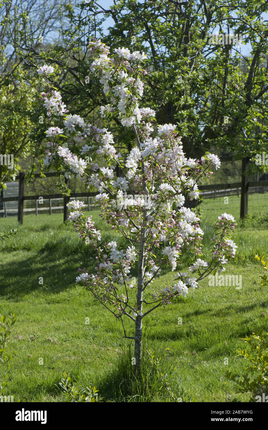 Eine junge Crab Apple Tree, Malus John downie" in voller Blüte an einem schönen Frühlingstag, Berkshire, Mai Stockfoto