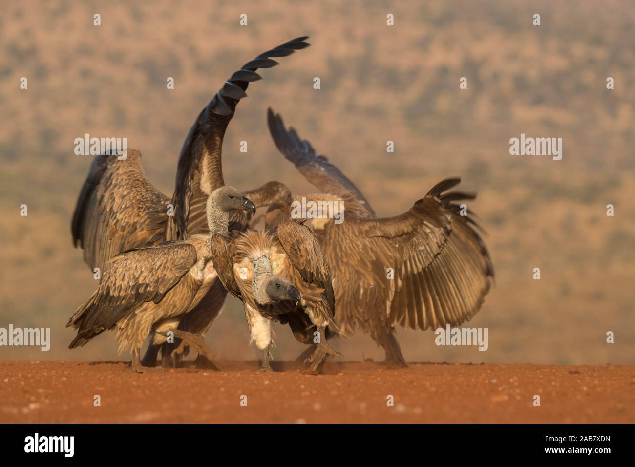 Whitebacked Geier (Tylose in Africanus) über Essen kämpfen, Zimanga Private Game Reserve, KwaZulu-Natal, Südafrika, Afrika Stockfoto