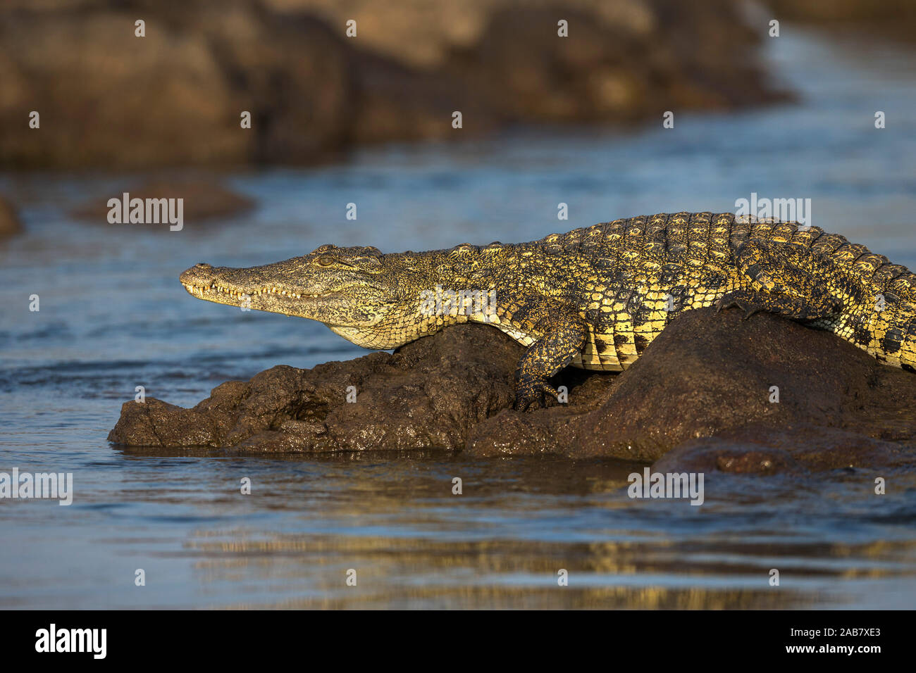 Nilkrokodil (Crocodylus niloticus), Chobe River, Botswana, Afrika Stockfoto