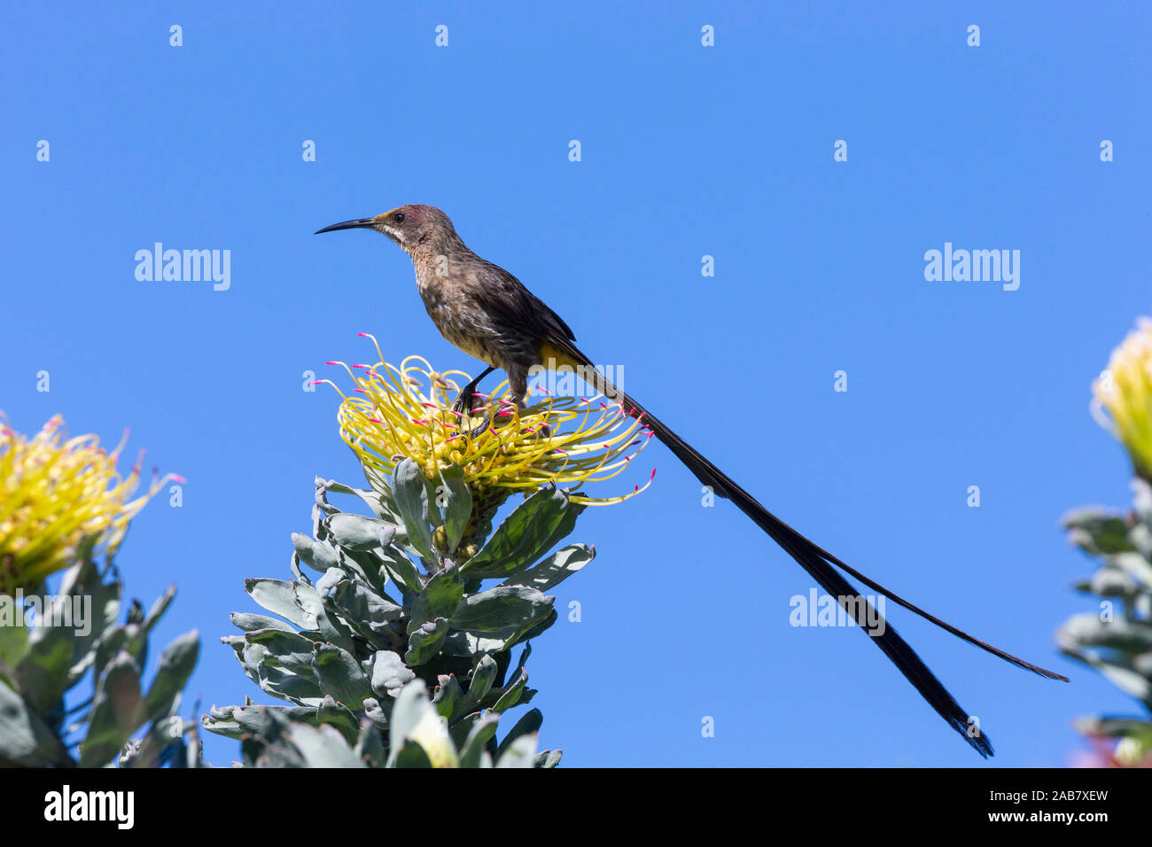 Cape sugarbird (Promerops cafer), Kirstenbosch National Botanical Garden, Cape Town, Südafrika, Afrika Stockfoto