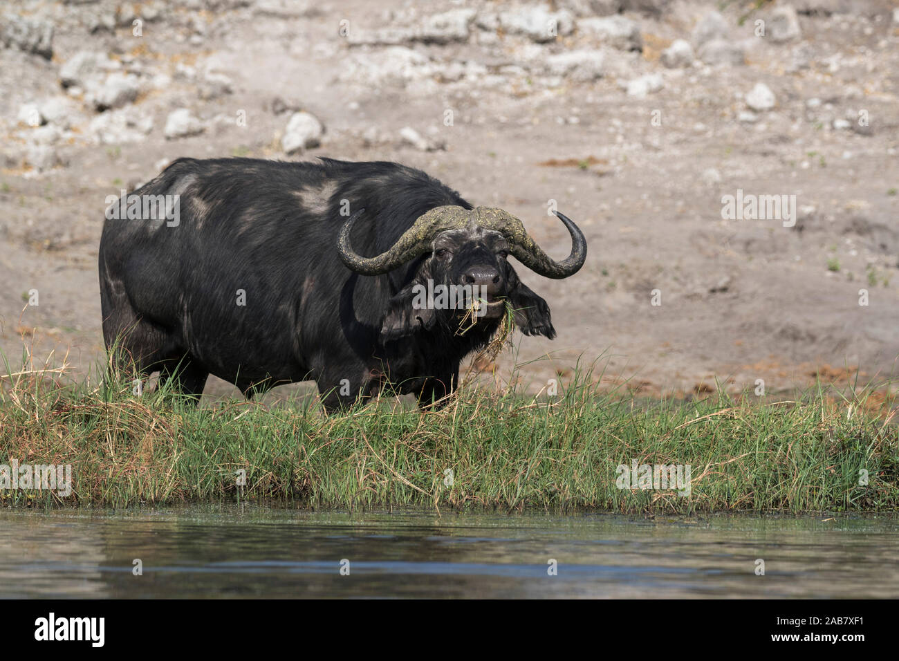 Kaffernbüffel (Syncerus Caffer), Chobe National Park, Botswana, Afrika Stockfoto
