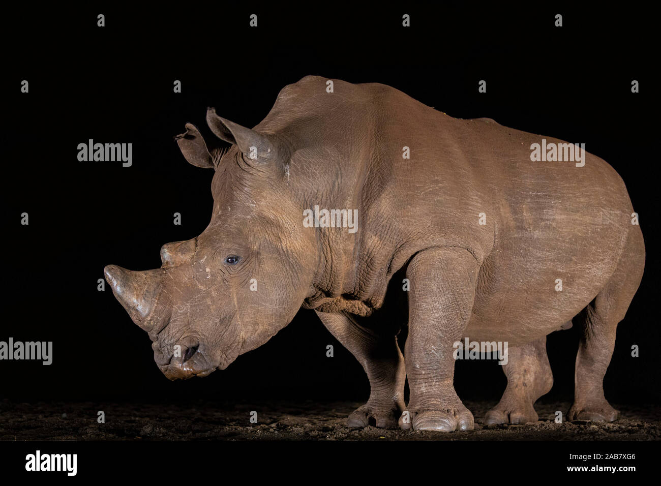 White Rhino (Rhinocerotidae)) in der Nacht, Zimanga Private Game Reserve, KwaZulu-Natal, Südafrika, Afrika Stockfoto