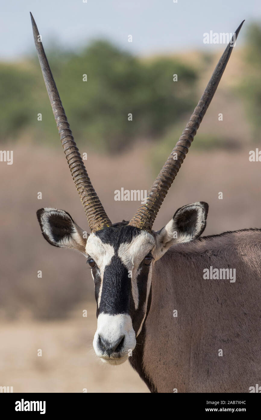 Oryx (Oryx gazella), Kgalagadi Transfrontier Park, Südafrika, Afrika Stockfoto