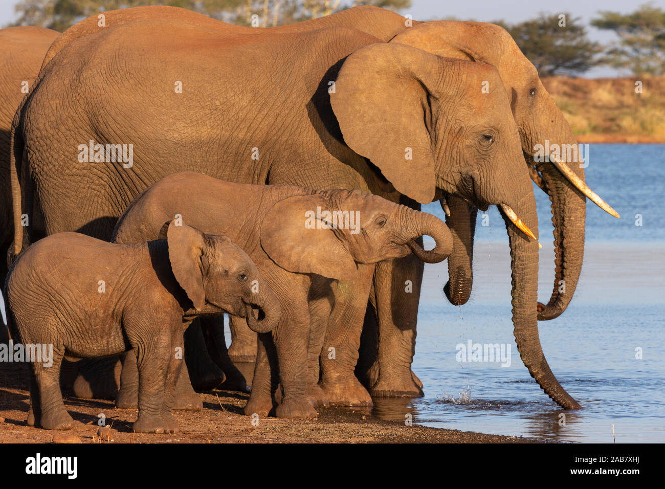 Afrikanische Elefanten (Loxodonta africana) trinken, Zimanga Game Reserve, KwaZulu-Natal, Südafrika, Afrika Stockfoto