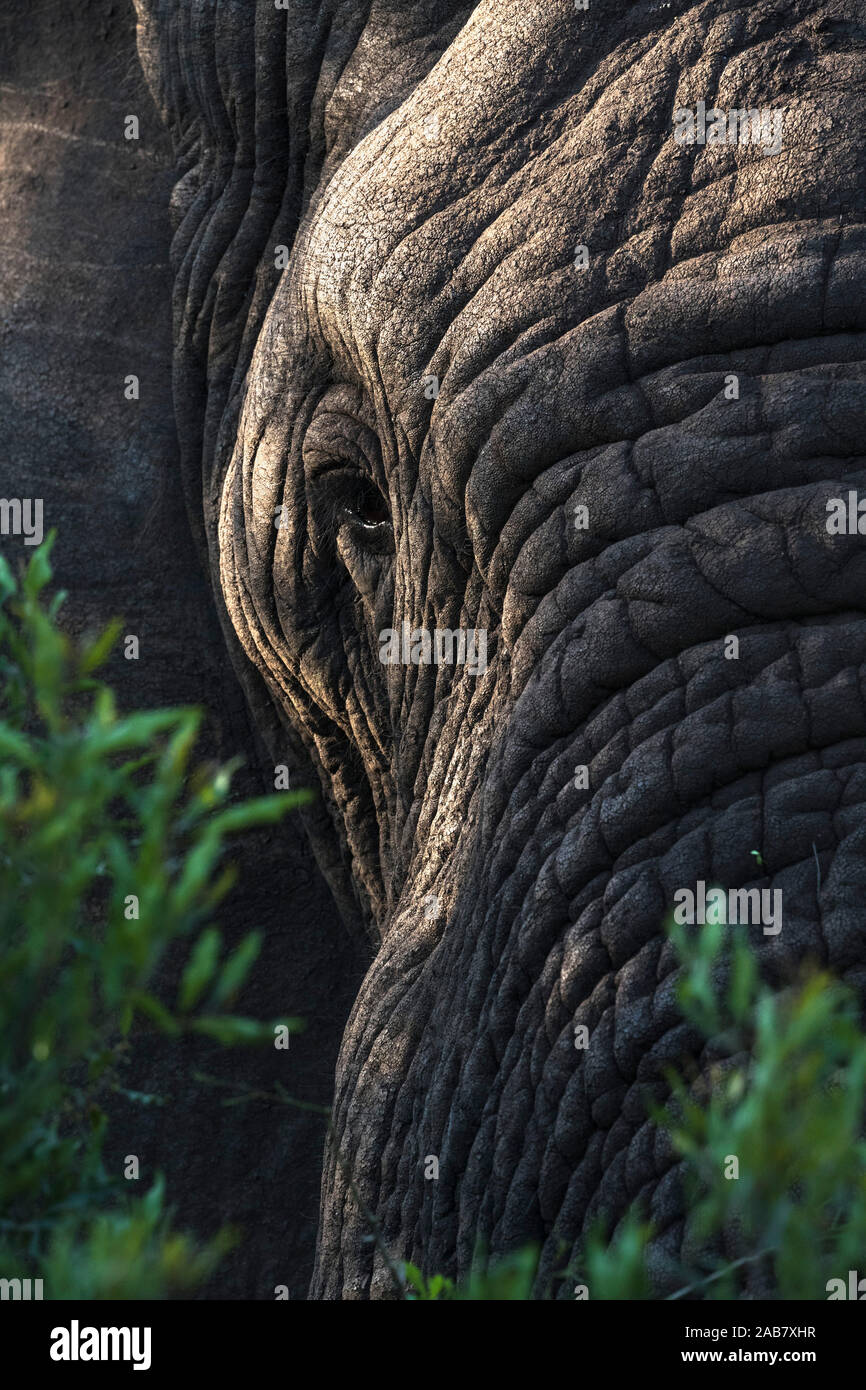 Elefant (Loxodonta africana), Zimanga Private Game Reserve, KwaZulu-Natal, Südafrika, Afrika Stockfoto