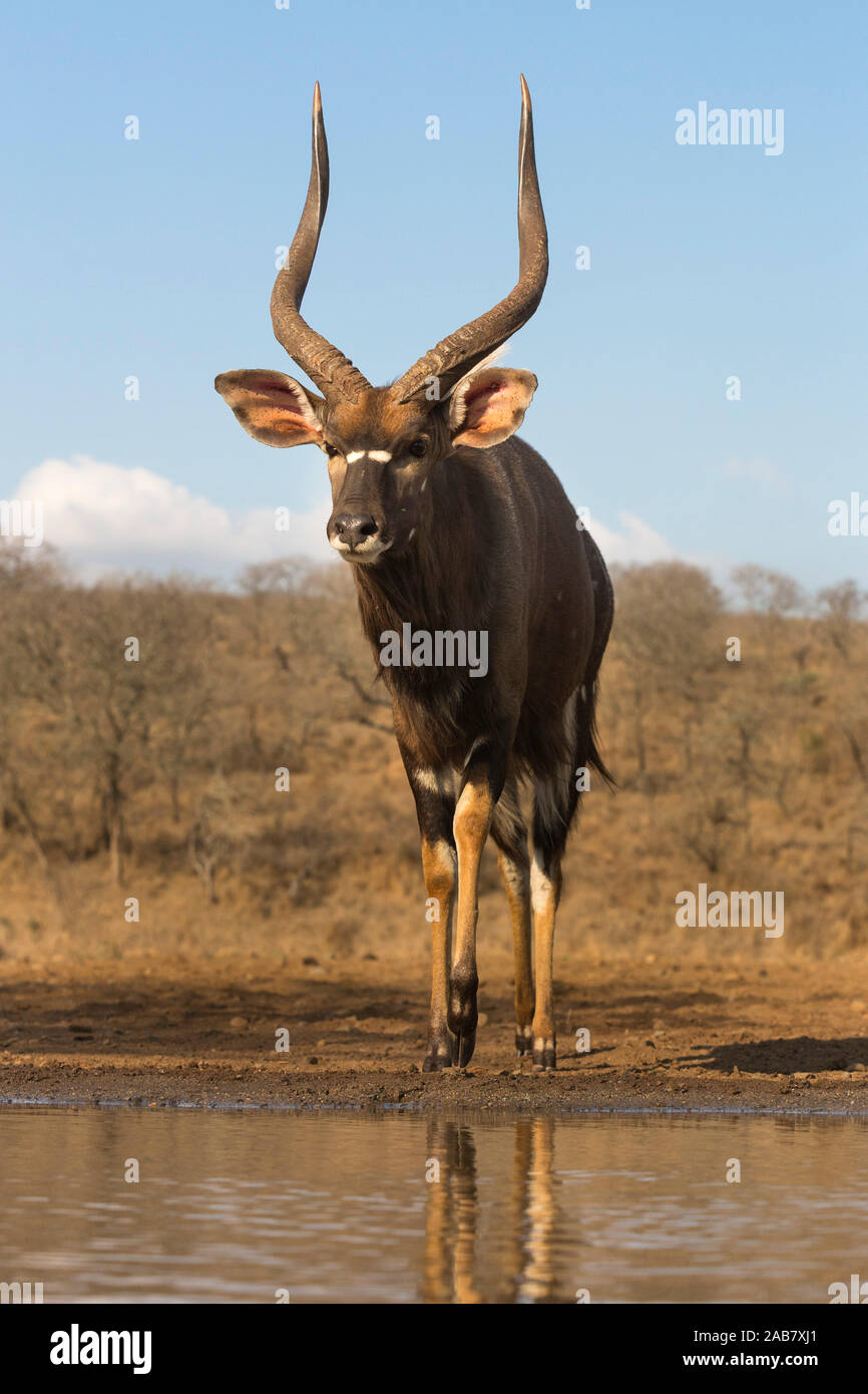 Nyala (Tragelaphus angasii) männlich an Wasser, Zimanga Private Game Reserve, KwaZulu-Natal, Südafrika, Afrika Stockfoto
