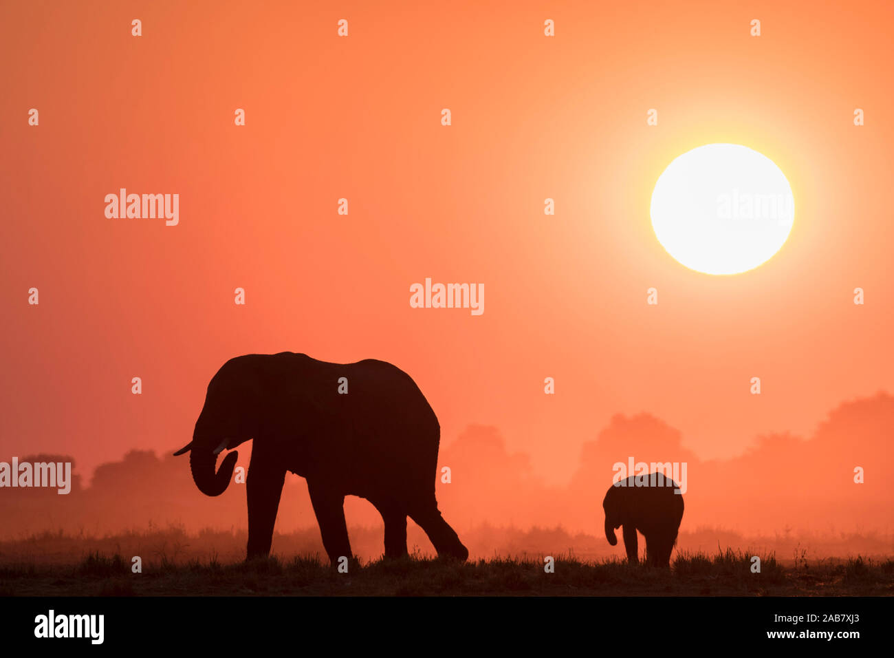 Afrikanische Elefanten (Loxodonta africana) bei Sonnenuntergang, Chobe National Park, Botswana, Afrika Stockfoto