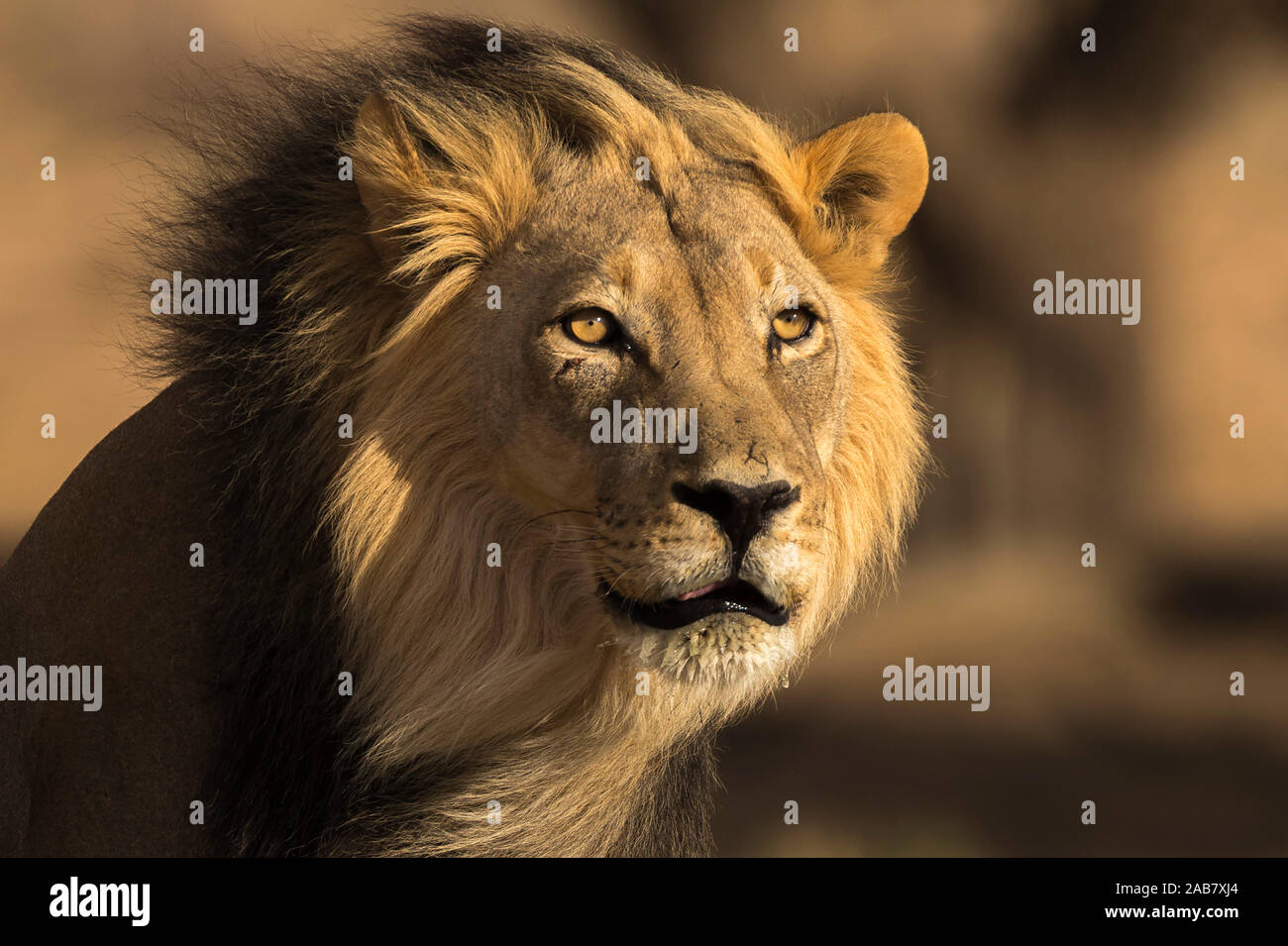 Löwe (Panthera leo) männlich, Kgalagadi Transfrontier Park, Südafrika, Afrika Stockfoto