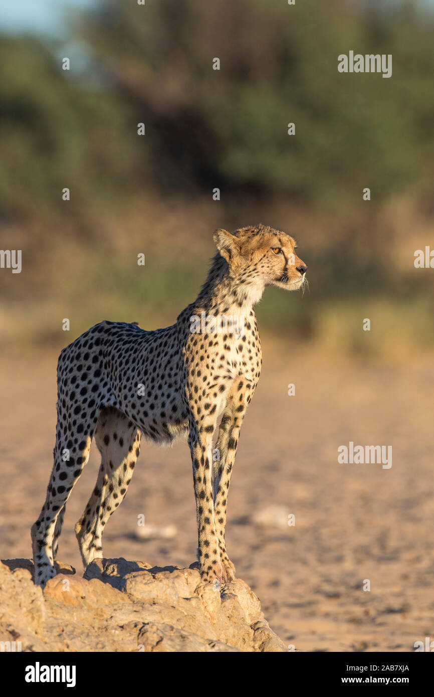 Gepard (Acinonyx jubatus), Kgalagadi Transfrontoer Park, Südafrika, Afrika Stockfoto