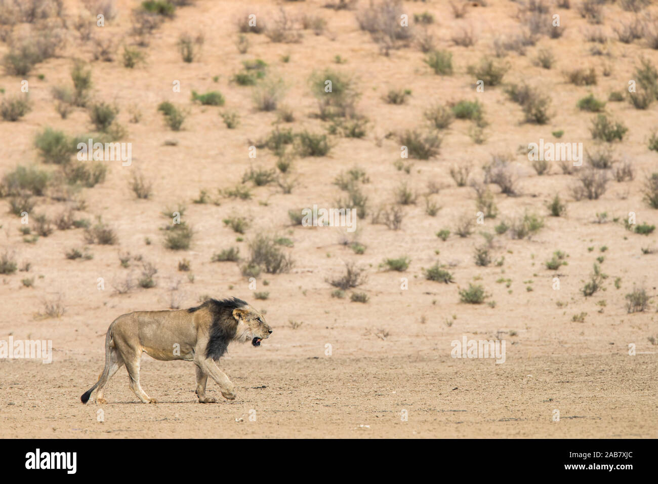 Löwe (Panthera leo) männlich, Kgalagadi Transfrontier Park, Südafrika Stockfoto