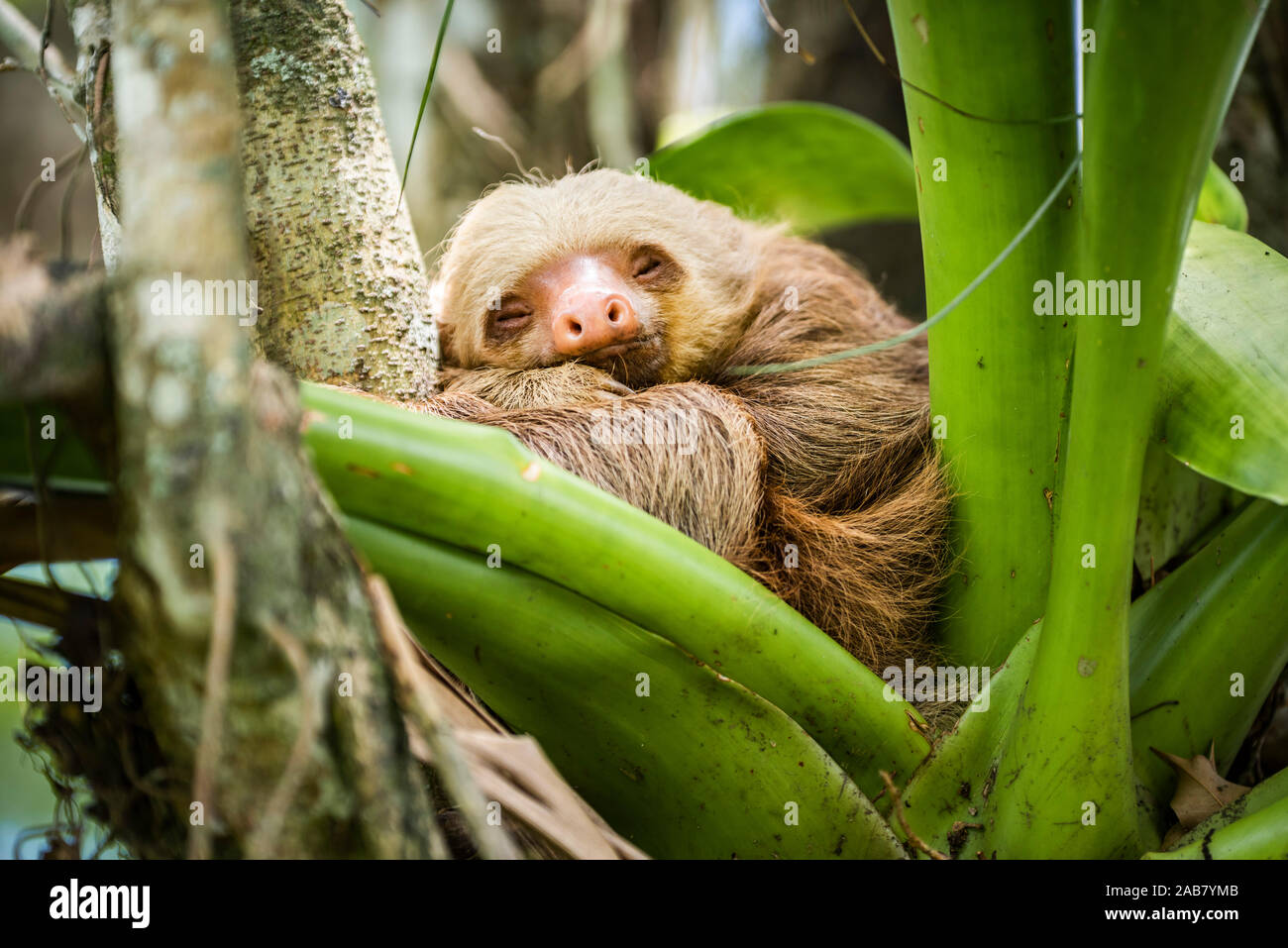 Hoffmann zwei-toed Sloth (Choloepus hoffmanni), La Fortuna, Arenal Nationalpark, Provinz Alajuela, Costa Rica, Mittelamerika Stockfoto