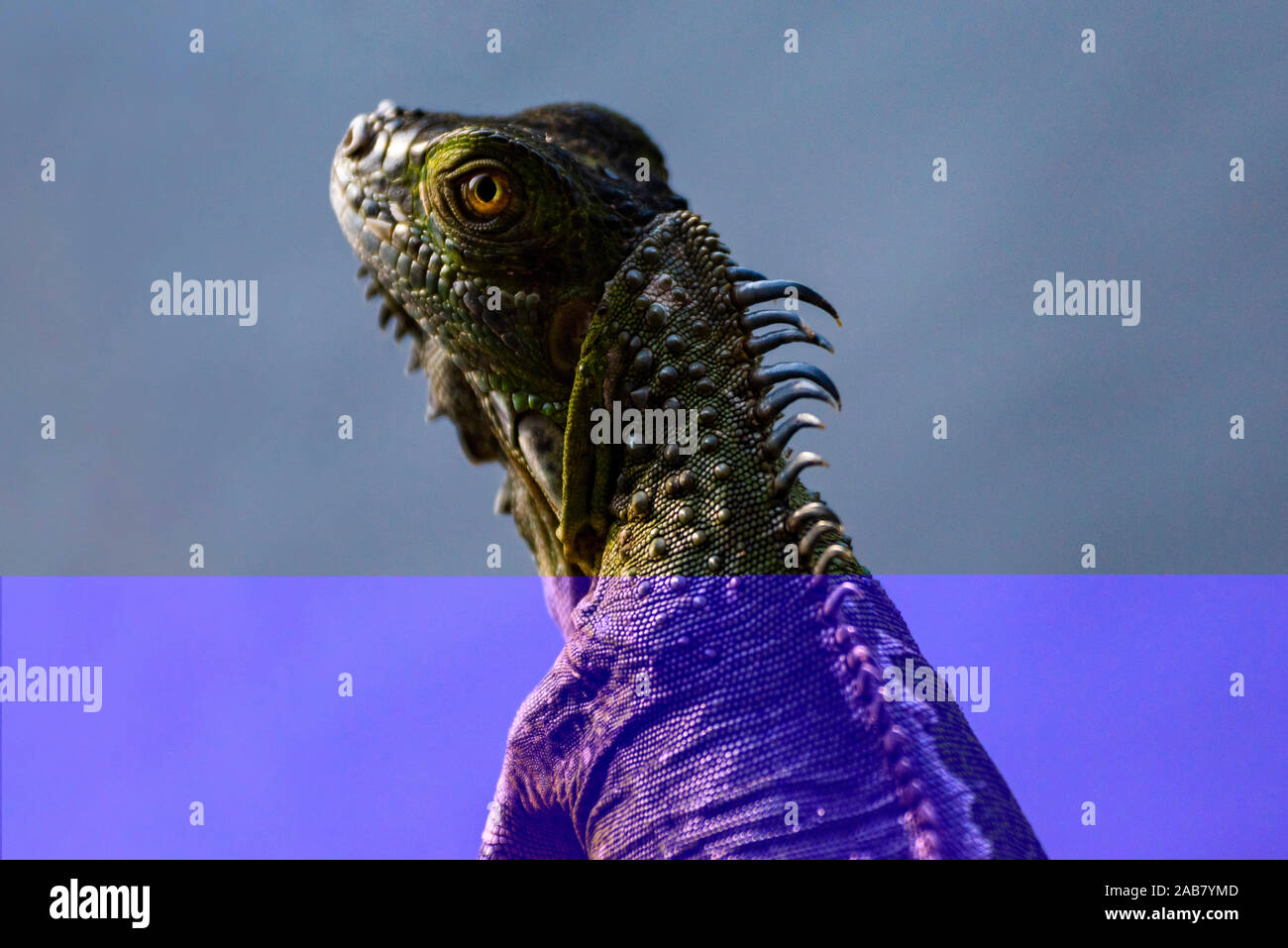 Grüner Leguan (Iguana iguana), Boca Tapada, Provinz Alajuela, Costa Rica, Mittelamerika Stockfoto