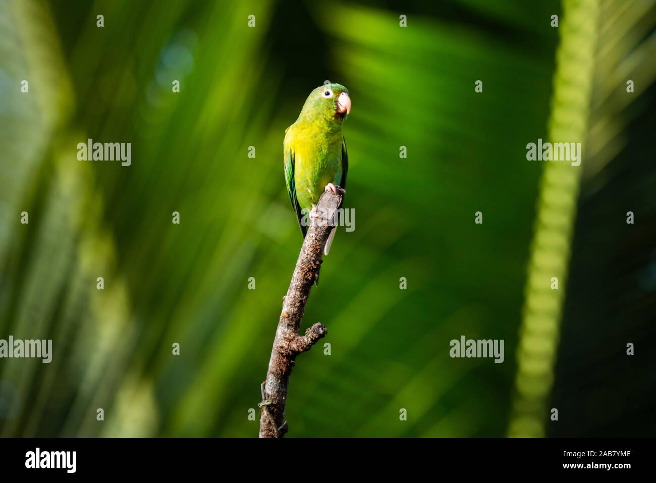 Orange dass Parakeet (sperlingsvögel Jugularis), Boca Tapada, Provinz Alajuela, Costa Rica, Mittelamerika Stockfoto
