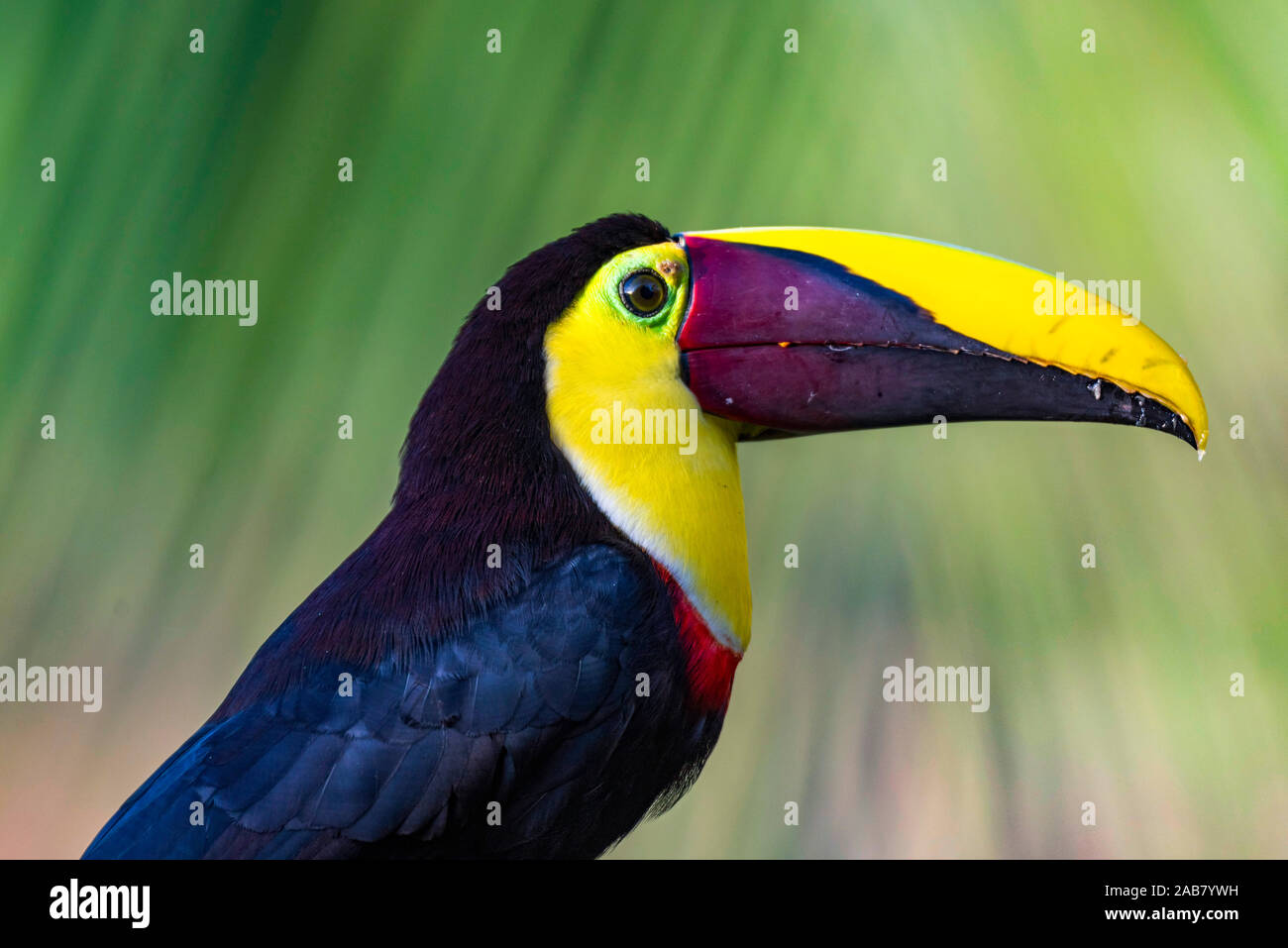 Kastanien - oder Swainsons mandibled Toucan Toucan (Ramphastos ambiguus swainsonii), Boca Tapada, Provinz Alajuela, Costa Rica, Mittelamerika Stockfoto