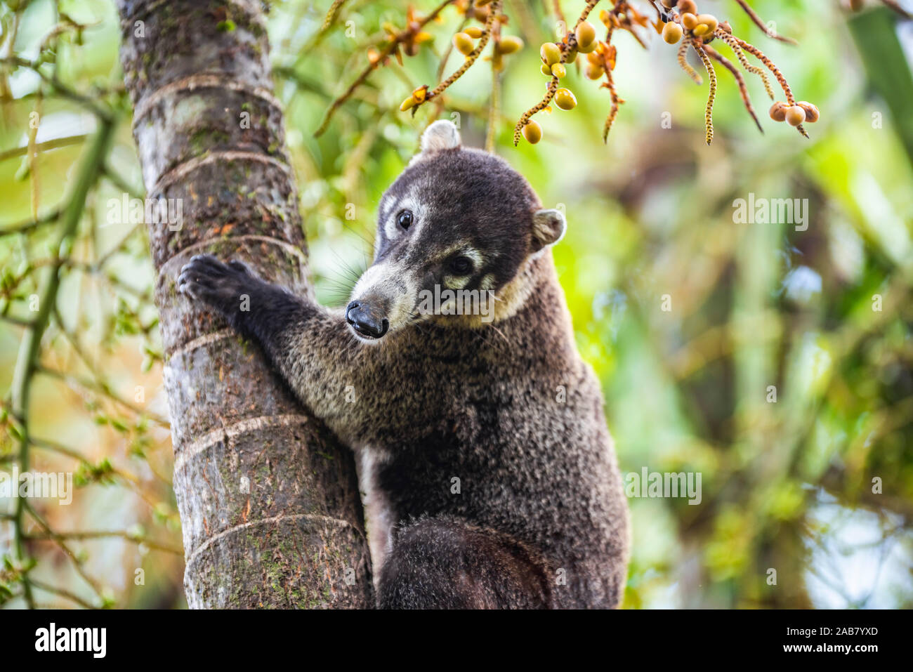 Nasenbär (Nasua nasua) (nasenbären), Boca Tapada, Provinz Alajuela, Costa Rica, Mittelamerika Stockfoto