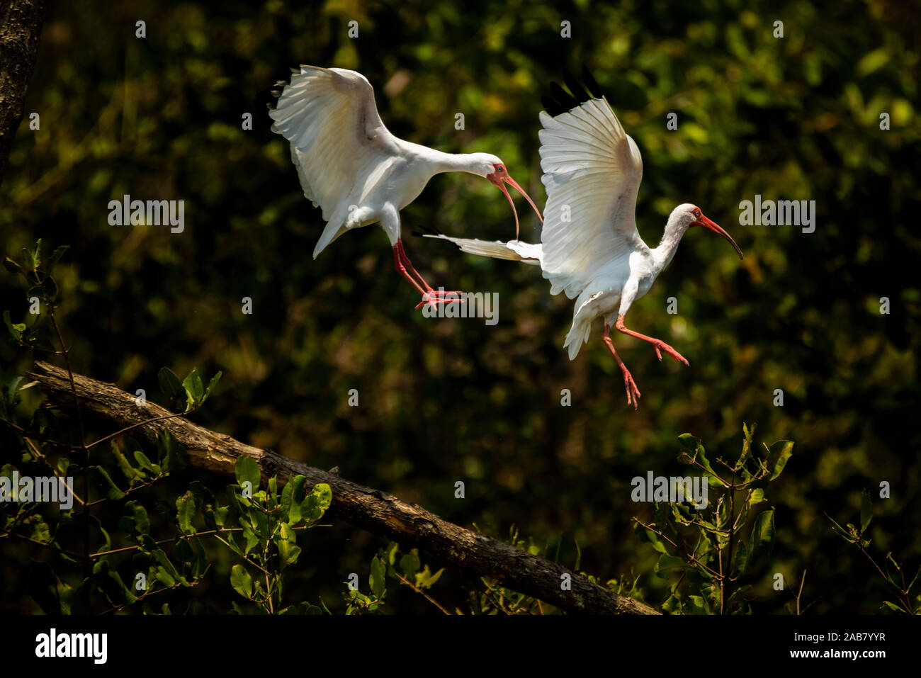 American White Ibis (Eudocimus albus), Tarcoles Fluss, Carara Nationalpark, Provinz Puntarenas, Costa Rica, Mittelamerika Stockfoto American White Ibis (Eudocimus albus), Tarcoles Fluss, Carara Nationalpark, Provinz Puntarenas, Costa Rica, Mittelamerika Stockfoto