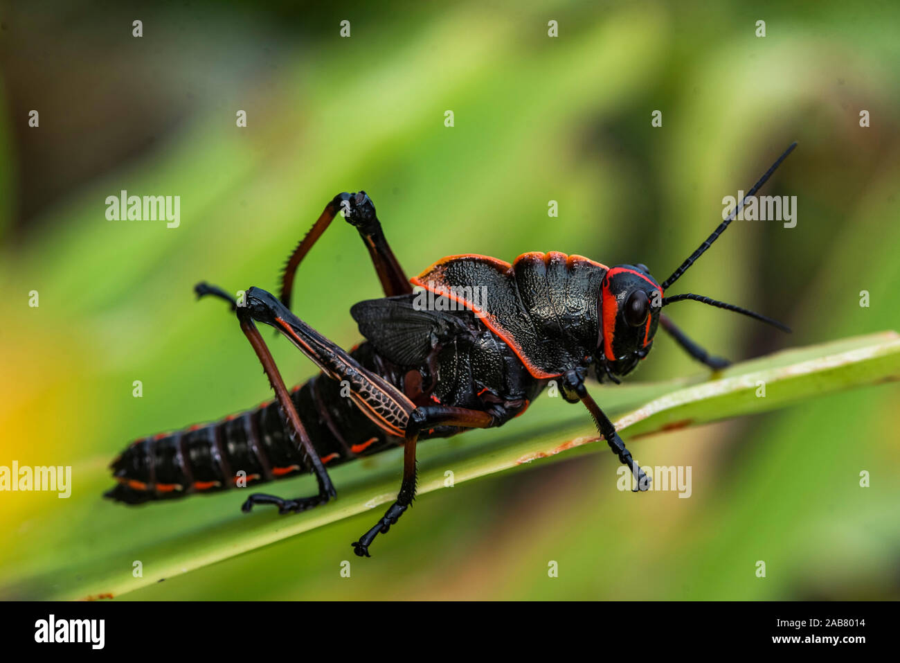Grasshopper (Lubber Romalea guttata), Nationalpark Tortuguero, Provinz Limon, Costa Rica, Mittelamerika Stockfoto